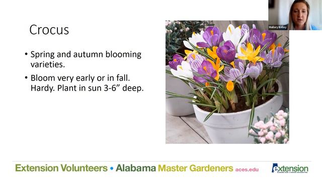 Flower Bulbs For Containers | Lunch & Learn Webinar