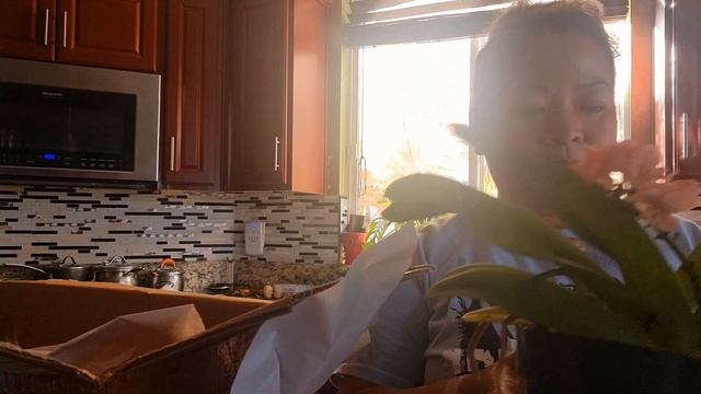 Rhynchostylis Gigantea смотреть онлайн