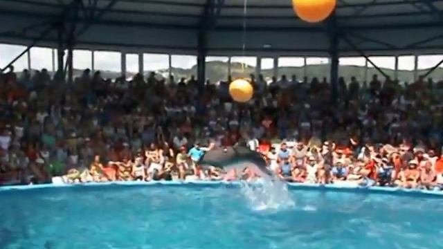 Сочи Парк. Дельфинарий. 10 июня 2016 года. смотреть онлайн