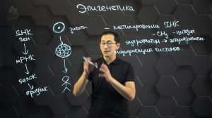 Понятие «эпигенетика». Молекулярные основы. Эпигенетические эффекты у человека. 11 класс.