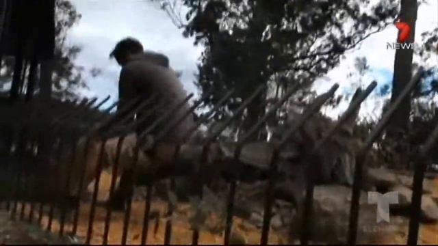 Крокодил схватил за руку смотрителя и потащил