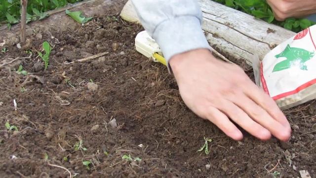 How to Plant Sugar Snap Peas смотреть онлайн