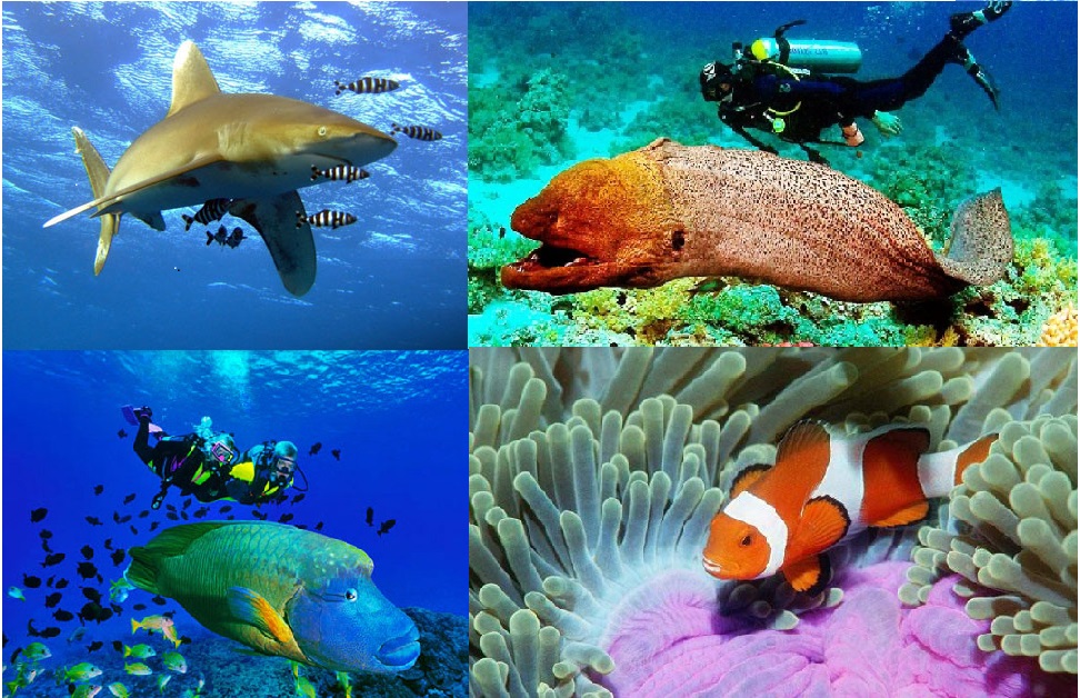 Ни дня без Акулы и других обитателях Красного моря