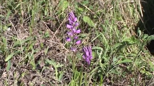 Пион тонколистный. Воронец. Красная книга России. смотреть онлайн