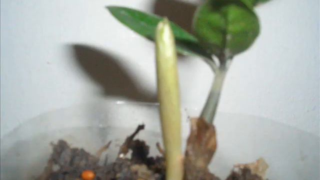 Growing Zamioculcas zamifolia смотреть онлайн