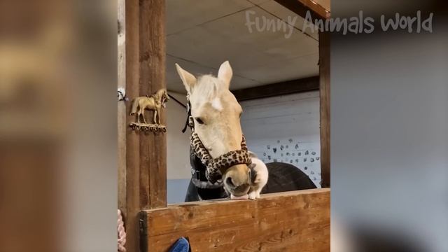 Funny Animal Videos 2023  - Funniest Dogs And Cats Videos  #10
