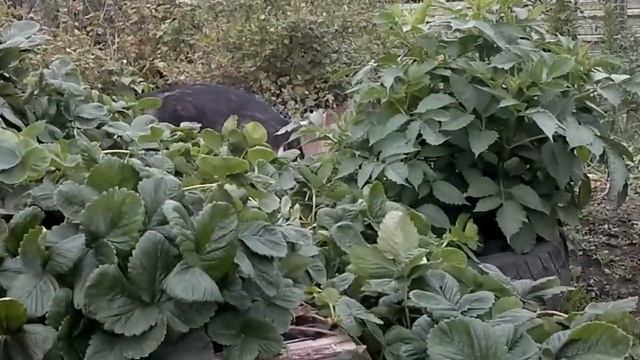 Wolf Vs MALAMUTE (волк против маламута)