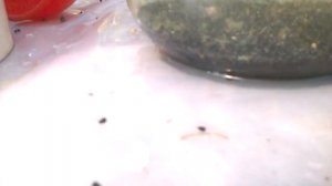 ЛУК ЧЕРНУШКА - КАК ЕЕ ОЧИСТИТЬ ОТ ШЕЛУХИ И ПОДГОТОВИТЬ К ПОСЕВУ