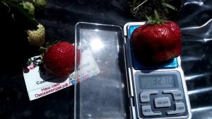 Сорт-гигант клубники #Чамора туруси  Ферма "Омская Ягода"