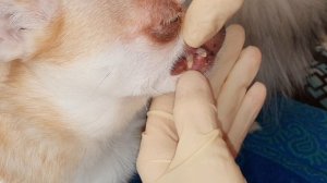 OROZYME  - гель для снятия зубного налёта у собак.