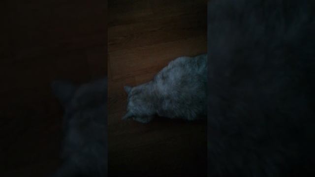 Кот ест печенье! Кот в шоке! смотреть онлайн