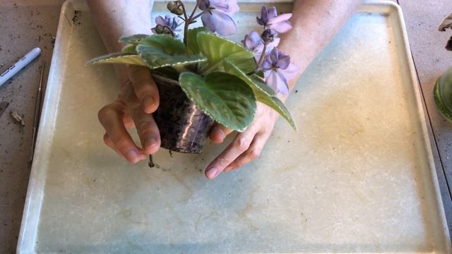 AFRICAN VIOLETS in bloom! Types review. смотреть онлайн