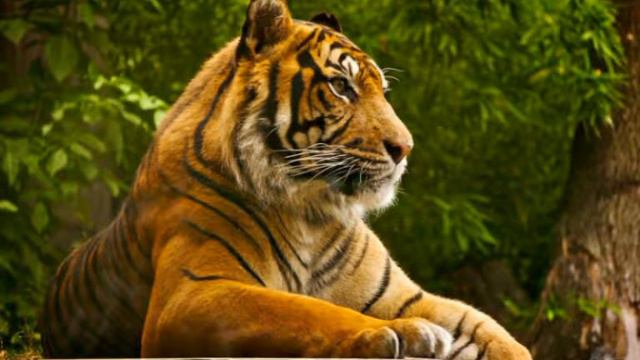 Береги животных смотреть онлайн