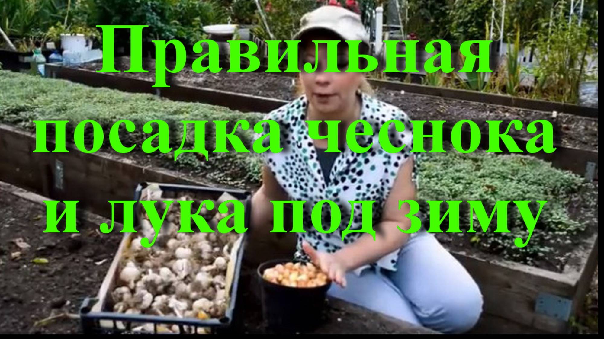 Правильная посадка чеснока и лука под зиму смотреть онлайн