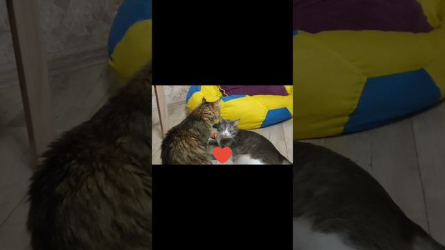 мышь побоялась жрать описание