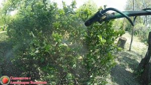 ЗАСЫХАЕТ САМШИТ? Срочно осмотрите свой кустарник САМШИТОВАЯ ОГНЕВКА