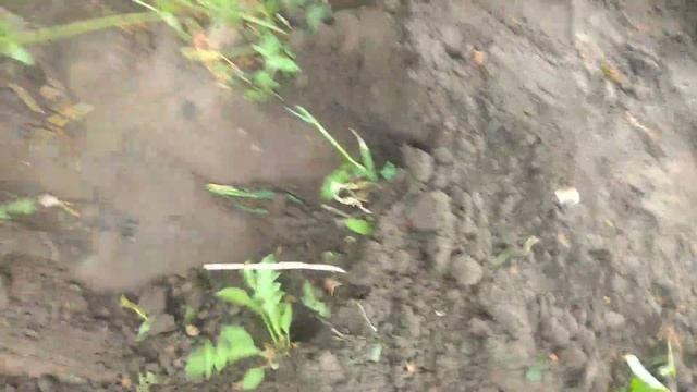 Уничтожают сад,хрущи жуки! смотреть онлайн