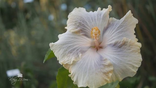 Fancy Hibiscus 'Silver Memories' | ชบาแฟนซี 'ซิลเวอร์ เมมโมรี่' смотреть онлайн