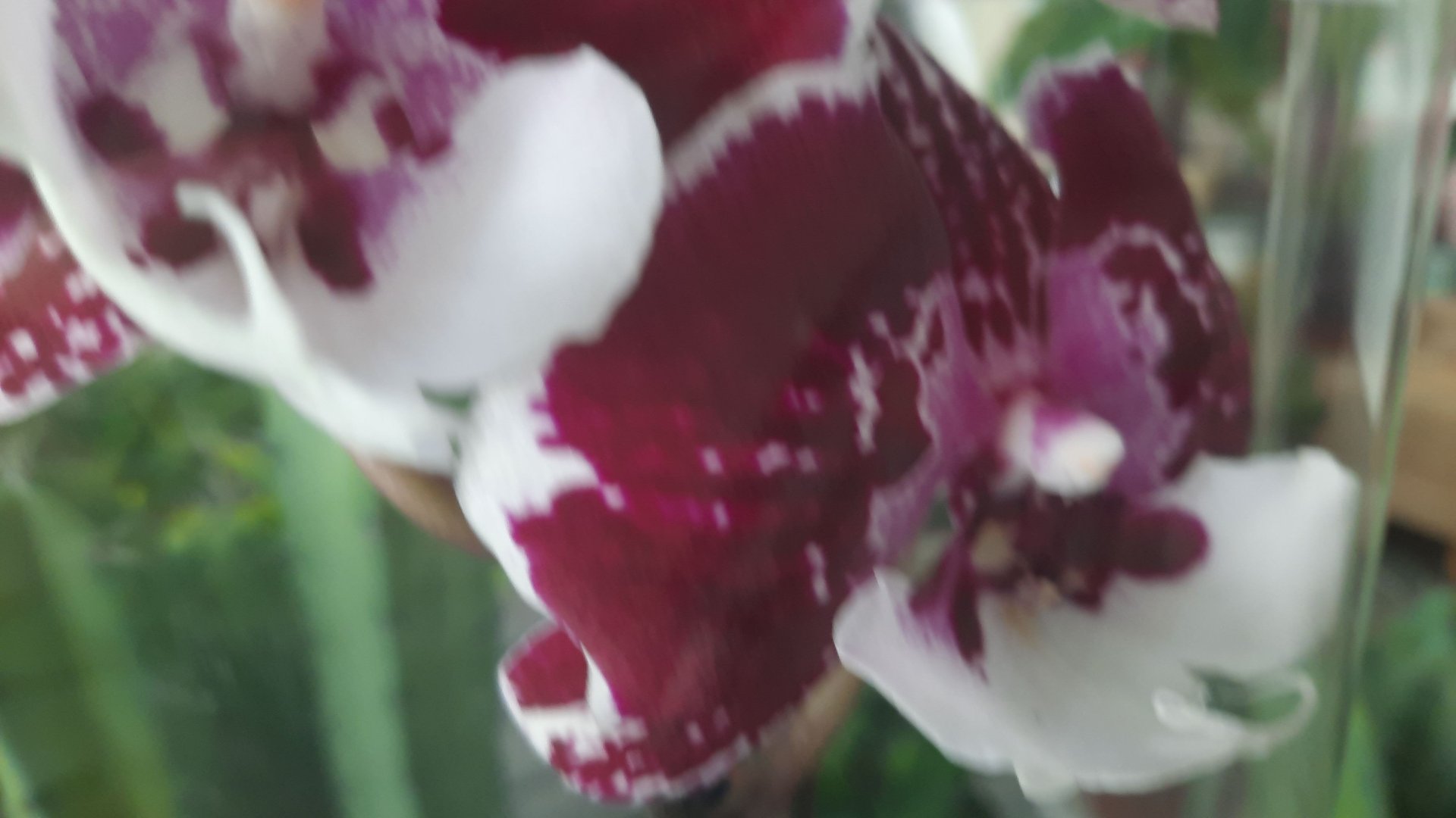 ЦВЕТОЧНЫЙ РЫНОК.МИКС//14.05.24// смотреть онлайн