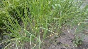 Лук Стурон посаженный с морковью на одной грядке и раздельно, результат видно, как лучше садить лук