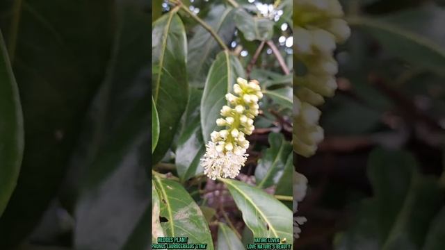 Amazing Hedges plant (Prunus Laurocerasus 'Etna') Love nature's @lovenaturesbeauty смотреть онлайн