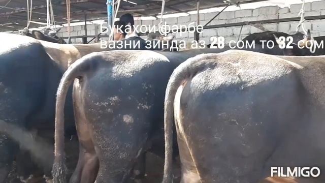 Молбозор Хучанд.  нав 2019