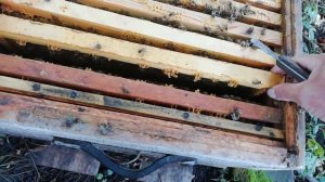 Бакфаст или Карника.