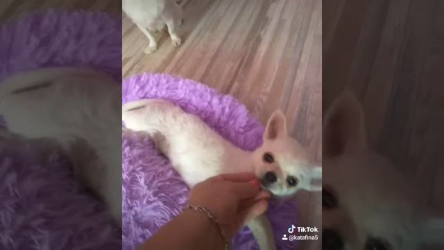 Чихуахуа щенок Альтаир продается смотреть онлайн