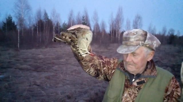 ВАЛЬДШНЕП. ТОЗ-63. 16 КАЛИБР. Весенняя охота 2022. Первый Вальдшнеп Сезона))) смотреть онлайн