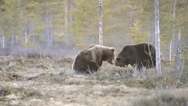 7 самых опасных животных России! смотреть онлайн