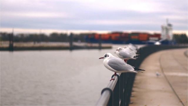 cat game seagull смотреть онлайн