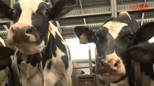 Аграрии Мордовии собрали рекордный урожай смотреть онлайн