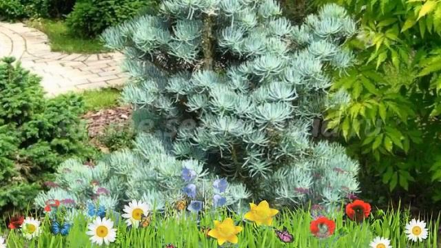 Пихта одноцветная ? Обзор: посадка и уход. крупномеры пихты : описание и особенности