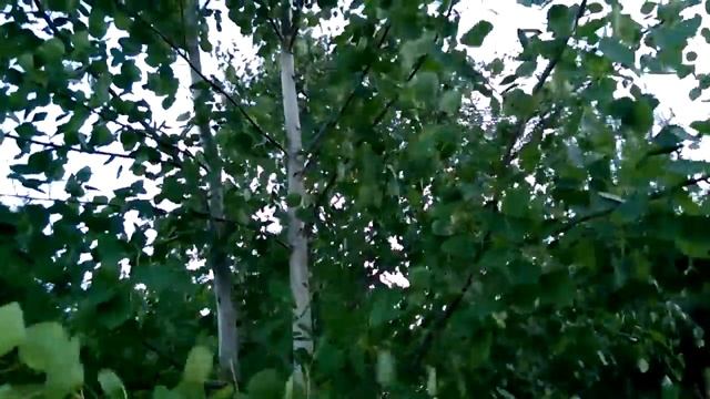 Topola osika(Populus tremula L.) смотреть онлайн