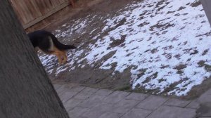 Немецкая овчарка - кормим правильно.