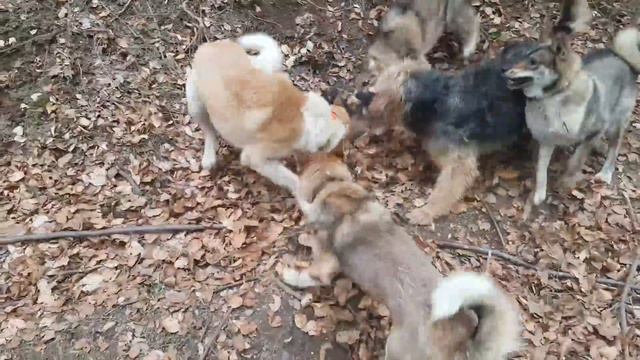 Охота на Барсука смотреть онлайн