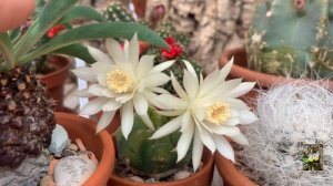 Кактусы цветут. Обзор колючек моей коллекции. Кактус в доме.