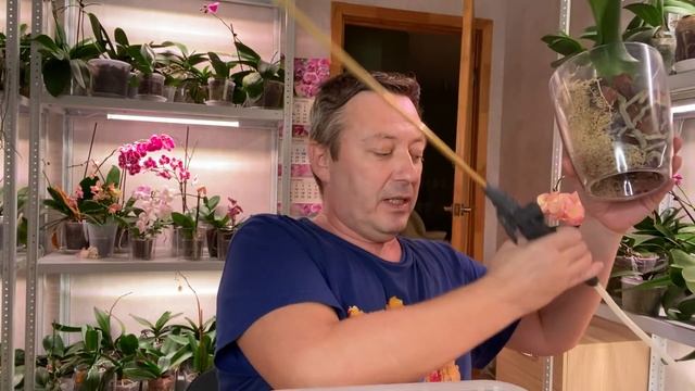 ОРХИДЕИ ПЕРЕСОХЛИ как отпаиваю ГЛАВНОЕ не загубить корни орхидей смотреть онлайн