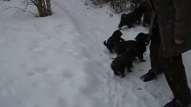 Щенки тувинской овчарки 1,5 месяца (часть 3) смотреть онлайн