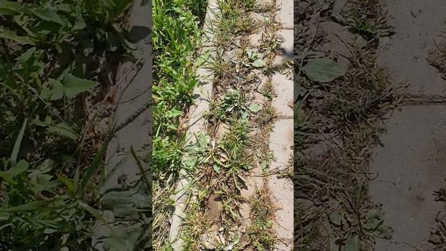 Легкий способ очистить тропинку от сорняков смотреть онлайн