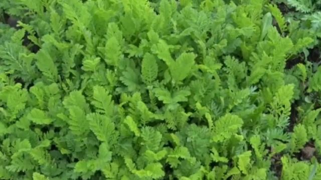 Пижма обыкновенная