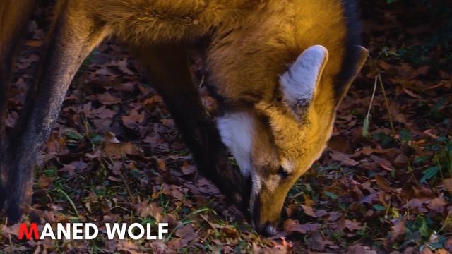 ABC Animals of South America for Children | Learn Alphabet with Names of South American Animals смотреть онлайн