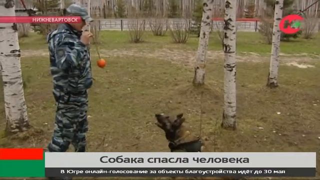 В Нижневартовске овчарка обнаружила в болоте пропавшего рыбака смотреть онлайн