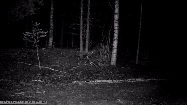 Видео с фото ловушки - Волк смотреть онлайн