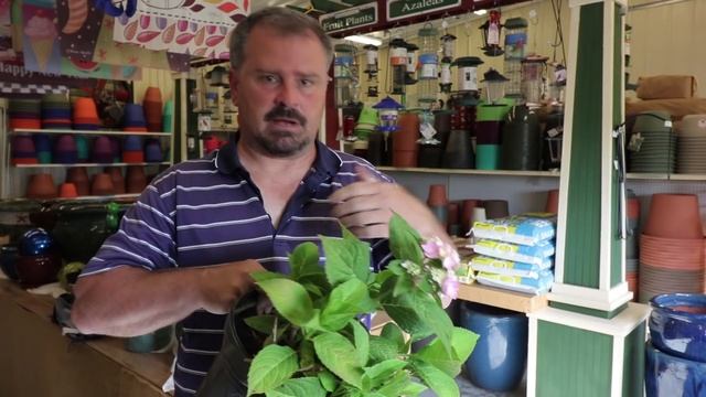 All About Blue or Pink Hydrangeas - Hydrangea Macrophylla - Bigleaf Hydrangeas смотреть онлайн