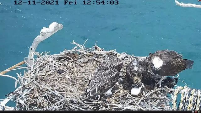 Port_Lincoln Osprey_Pufferfish versus osprey chicks_deflated /Pыба шар против птенцов скопы_сдулась смотреть онлайн