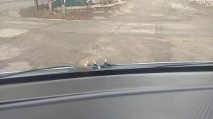 Работа догревателя тосола Renault Trafic 2007 год