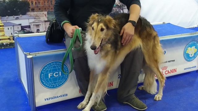 Интересный рассказ о породе Русская Псовая Борзая смотреть онлайн