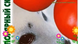 Томат Полярный скороспелый. Краткий обзор, описание solanum lycopersicum Poliarnyj skorospelyj