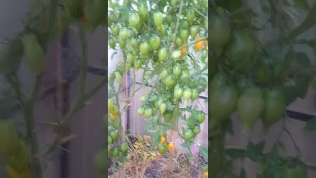 Томат "золотой лимон" смотреть онлайн